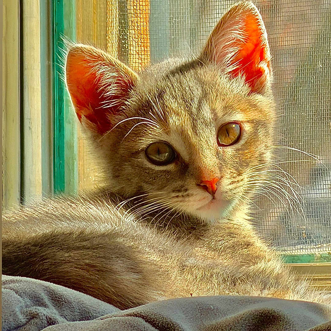 Yammy joined the competition — help win amazing prizes! cat, kitten, tabby, window, sunlight, fur, whiskers, ears, blanket, cozy, indoor, pet, animal, resting, curious, young, soft, cute, sleepy, relaxed