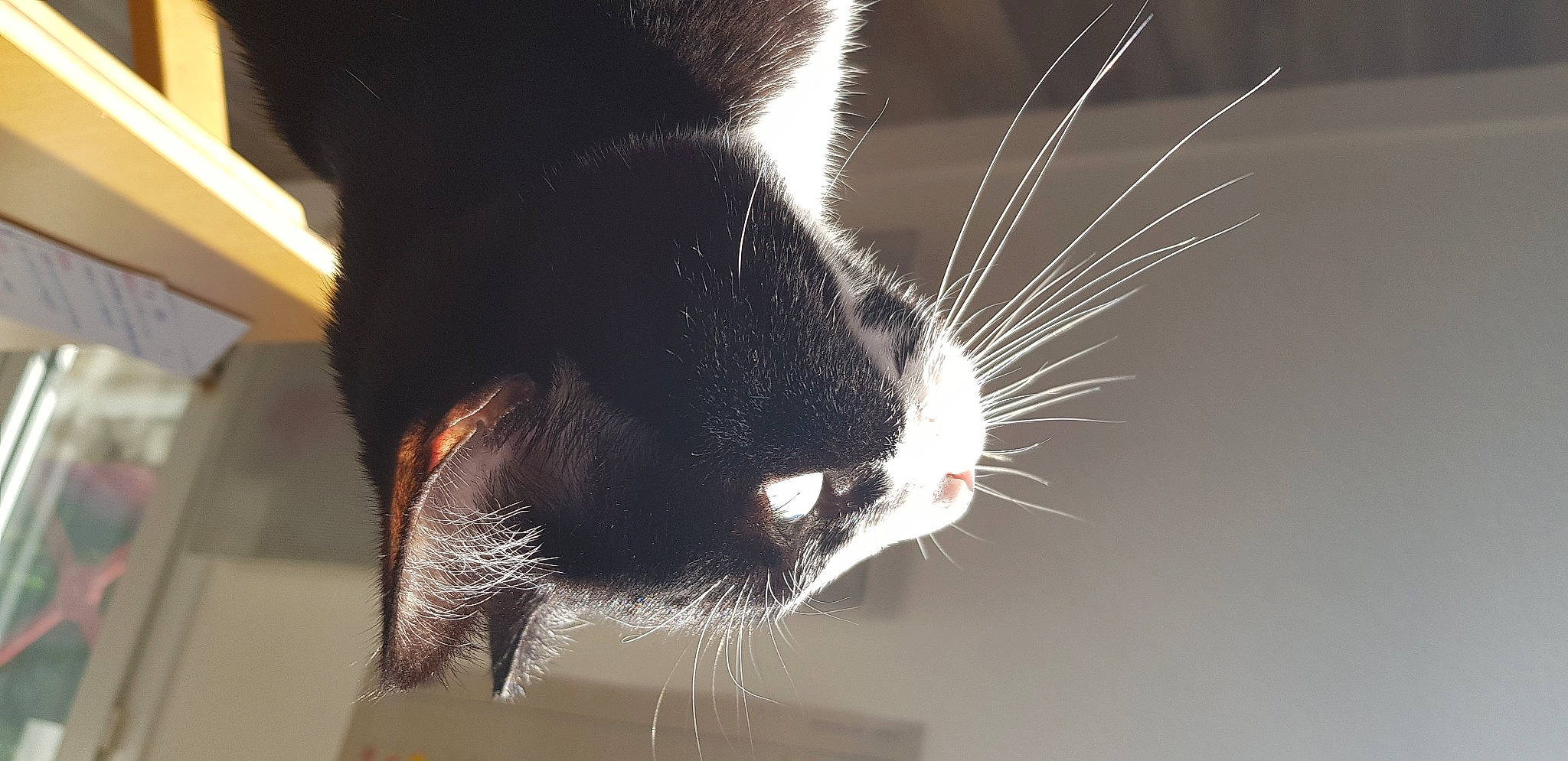 Chaussette participe au concours pour gagner de l'argent avec cette photo : carnivore, cat, claw, close_up, felidae, fur, nose, paw, small_to_medium_sized_cats, snout, tail, whiskers