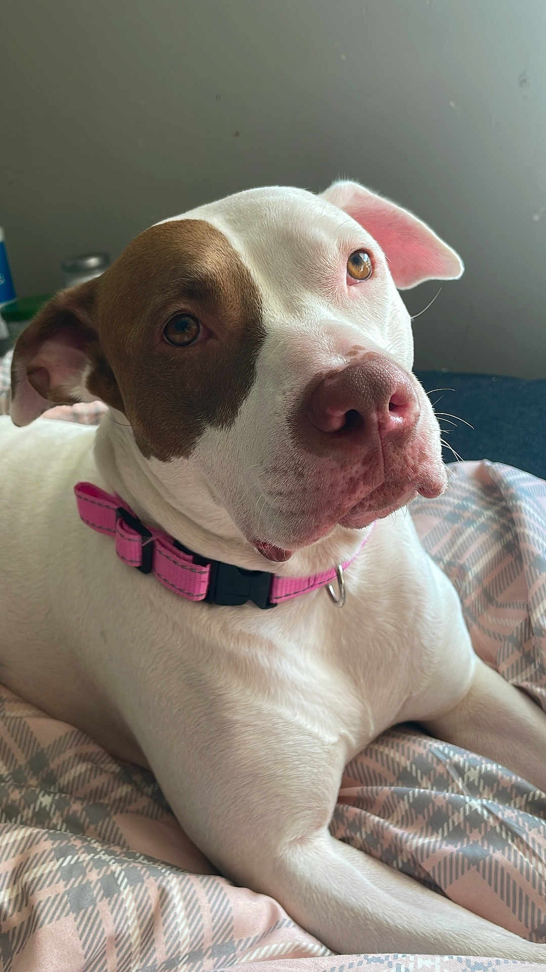 Nomi joined the competition — help win amazing prizes! dog, pet, canine, collar, pink_collar, white_fur, brown_fur, lying_down, bed, blanket, indoor, closeup, muzzle, ears, animal, domestic_animal, portrait, cute, relaxed, sleepy