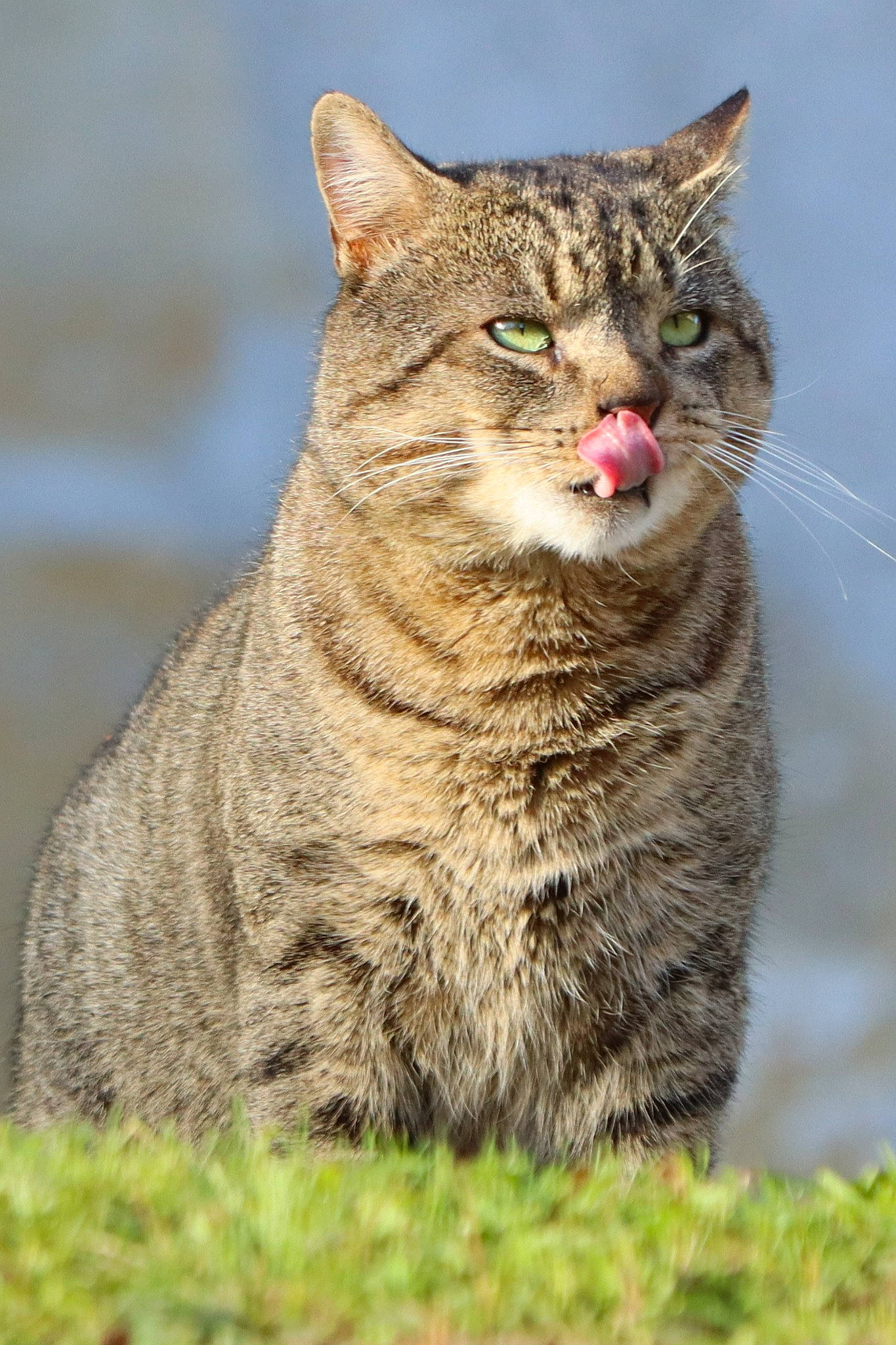 Picchu P participe au concours pour gagner de l'argent avec cette photo : bobcat, carnivore, cat, domestic_short_haired_cat, felidae, fur, grass, lynx, small_to_medium_sized_cats, snout, tail, terrestrial_animal, tree, whiskers, wildlife