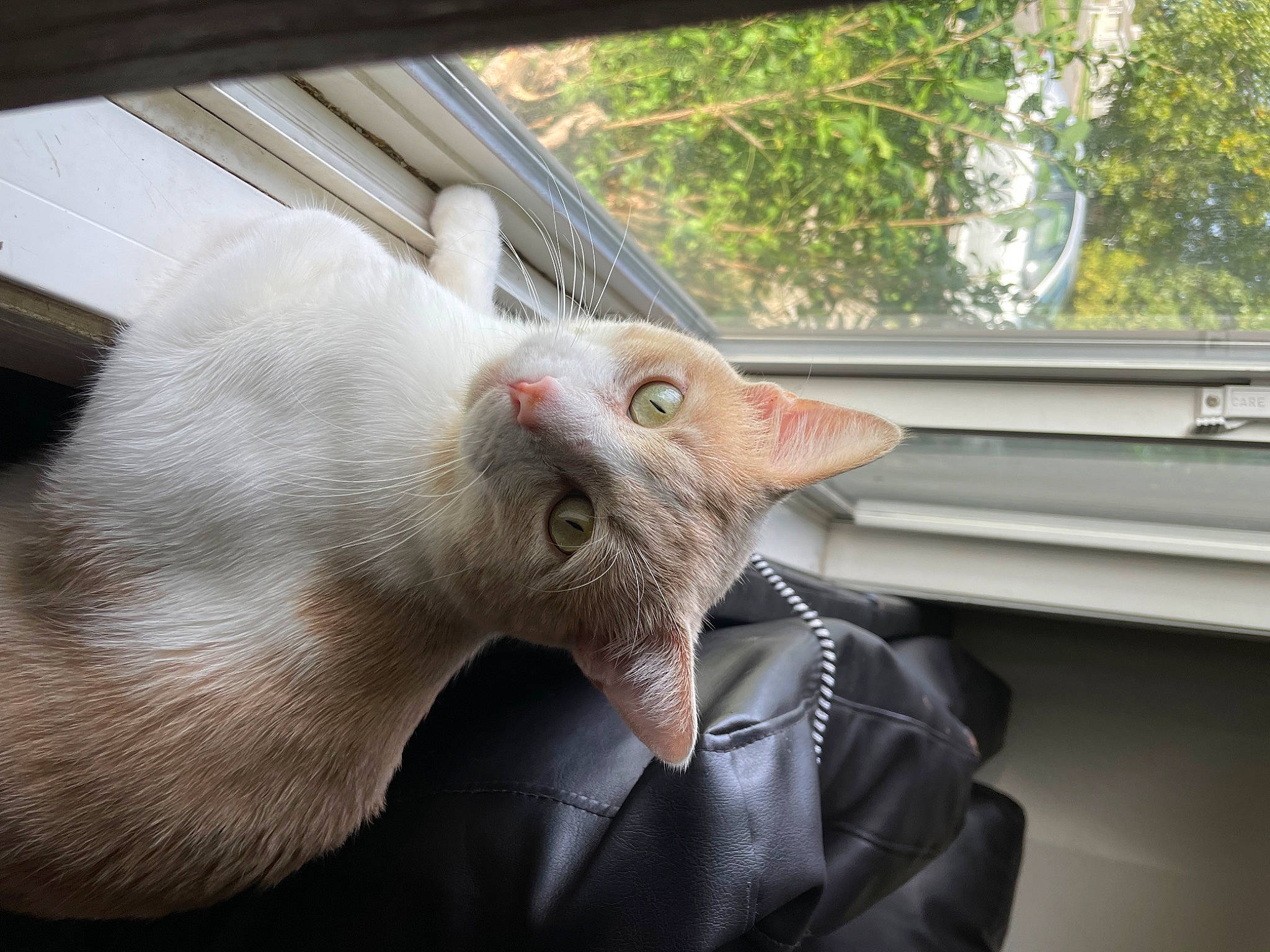 Gordon joined the competition — help win amazing prizes! carnivore, cat, claw, comfort, domestic_short_haired_cat, ear, fang, fawn, felidae, fur, paw, plant, sink, small_to_medium_sized_cats, snout, tail, tree, whiskers, window