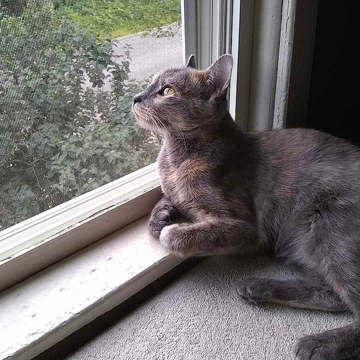 Akasha is registered to the contest to win money with this photo: cat, cat_like_mammal, chartreux, domestic_short_haired_cat, fauna, fur, korat, mammal, russian_blue, small_to_medium_sized_cats, snout, whiskers, window