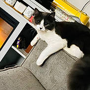 Sookie Lynn is registered to the contest to win money with this photo: cat, gray_and_white_cat, couch, living_room, fireplace, mugs, household_items, furniture, pet, indoor, cozy, curious_cat, fluffy, relaxed, home_decor, shelf, tabletop, soft_furniture, tail, domestic_animal