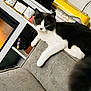 cat, gray_and_white_cat, couch, living_room, fireplace, mugs, household_items, furniture, pet, indoor, cozy, curious_cat, fluffy, relaxed, home_decor, shelf, tabletop, soft_furniture, tail, domestic_animal
