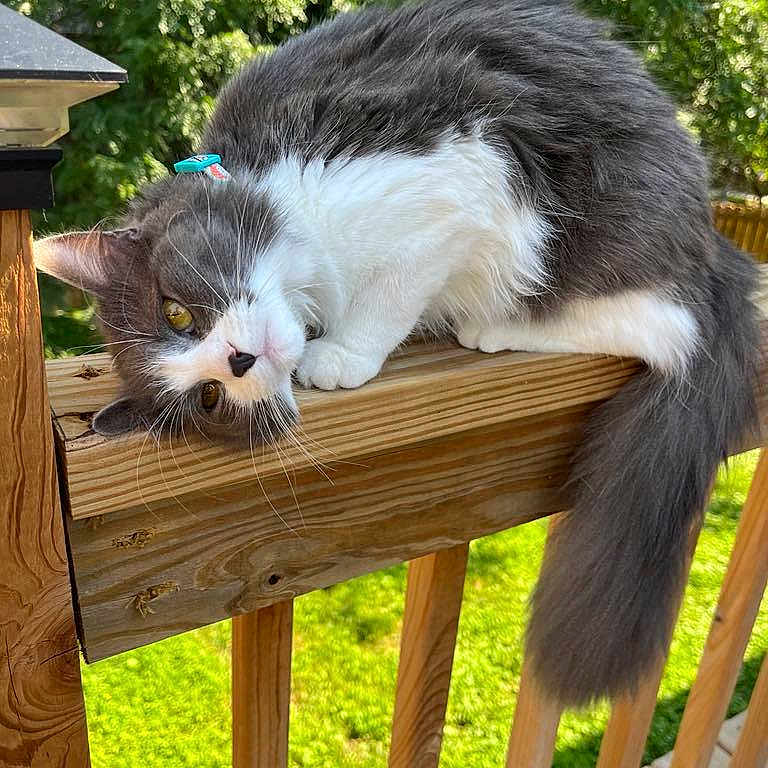 Sookie Lynn is registered to the contest to win money with this photo: animal, cat, closeup, curious, daylight, domestic_cat, fur, gray_cat, greenery, nature, outdoor, pet, playful, relaxed, resting, sunlight, tail, whiskers, white_cat, wooden_railing