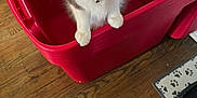 Sookie Lynn joined the competition — help win amazing prizes! kitten, cat, pet, collar, bell, red_bin, plastic_container, wooden_floor, indoor, curious, looking_up, feline, whiskers, domestic_animal, young_cat, home, floor_mat, paw_prints, cute, small_animal