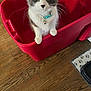 kitten, cat, pet, collar, bell, red_bin, plastic_container, wooden_floor, indoor, curious, looking_up, feline, whiskers, domestic_animal, young_cat, home, floor_mat, paw_prints, cute, small_animal