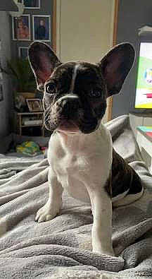 Leïa participe au concours pour gagner de l'argent avec cette photo : boston_terrier, bulldog, canidae, carnivore, comfort, companion_dog, dog, dog_breed, ear, fawn, flowerpot, french_bulldog, houseplant, non_sporting_group, snout, sporting_group, terrestrial_animal, toy_dog, whiskers, working_animal