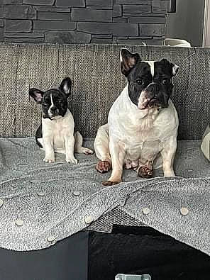 Leïa a rejoint le concours — aidez-le/la à gagner de superbes lots ! boston_terrier, bulldog, canidae, carnivore, companion_dog, dog, dog_breed, dog_collar, fawn, french_bulldog, grey, monochrome_photography, pug, snout, sporting_group, terrestrial_animal, toy_dog, whiskers, working_animal, wrinkle