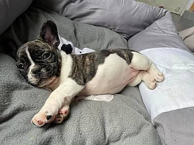 Leïa a rejoint le concours — aidez-le/la à gagner de superbes lots ! bored, boston_terrier, canidae, carnivore, comfort, companion_dog, couch, dog, dog_breed, fawn, non_sporting_group, sporting_group, terrestrial_animal, toy_dog, whiskers, working_animal