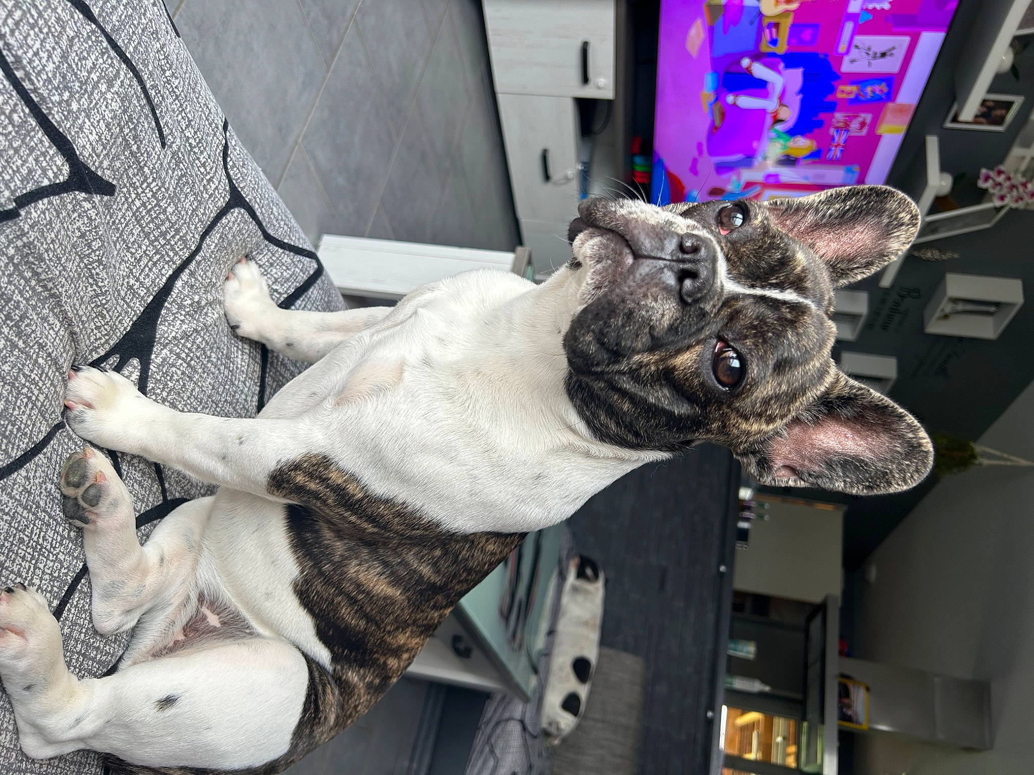 Leïa a rejoint le concours — aidez-le/la à gagner de superbes lots ! army, art, canidae, carnivore, collar, dog, dog_breed, fur, guard_dog, military, military_camouflage, mythical_creature, non_sporting_group, snout, sporting_group, tail, working_animal