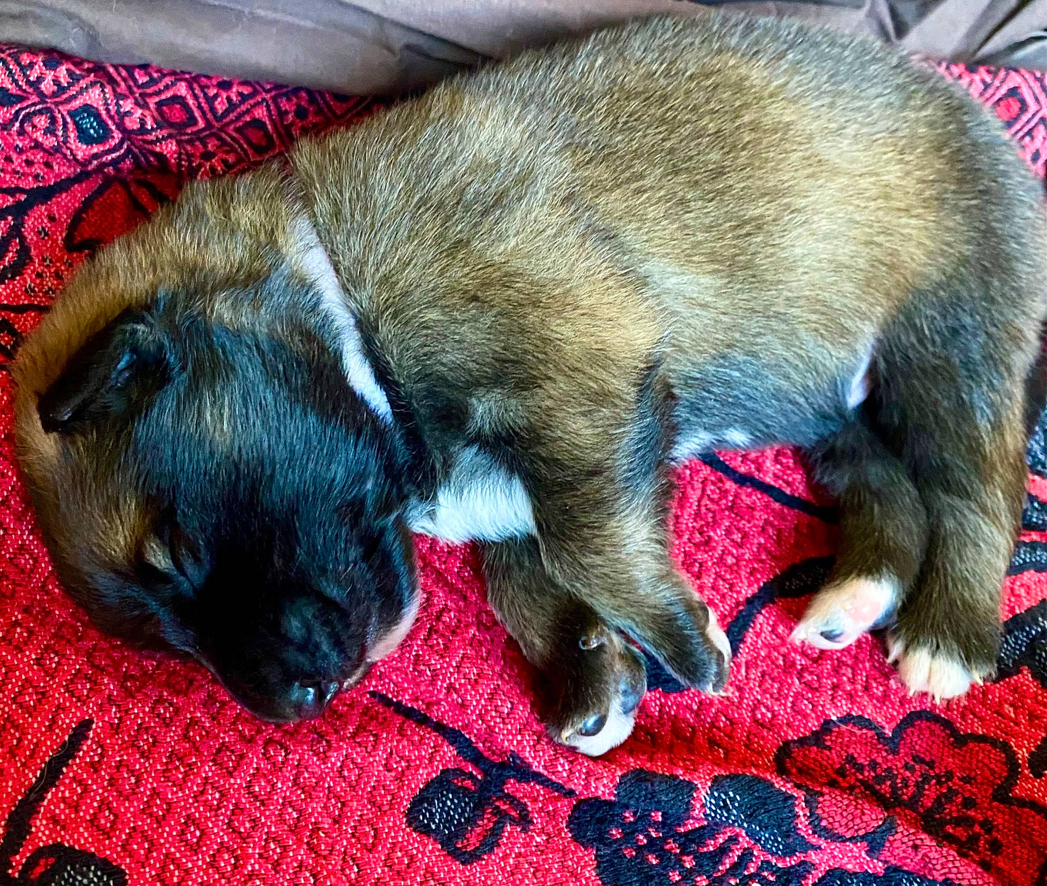 Bounty participe au concours pour gagner de l'argent avec cette photo : canidae, carnivore, claw, comfort, companion_dog, dog, dog_breed, fawn, foot, fur, liver, mat, nap, paw, sleep, snout, sporting_group, tail, terrestrial_animal, whiskers