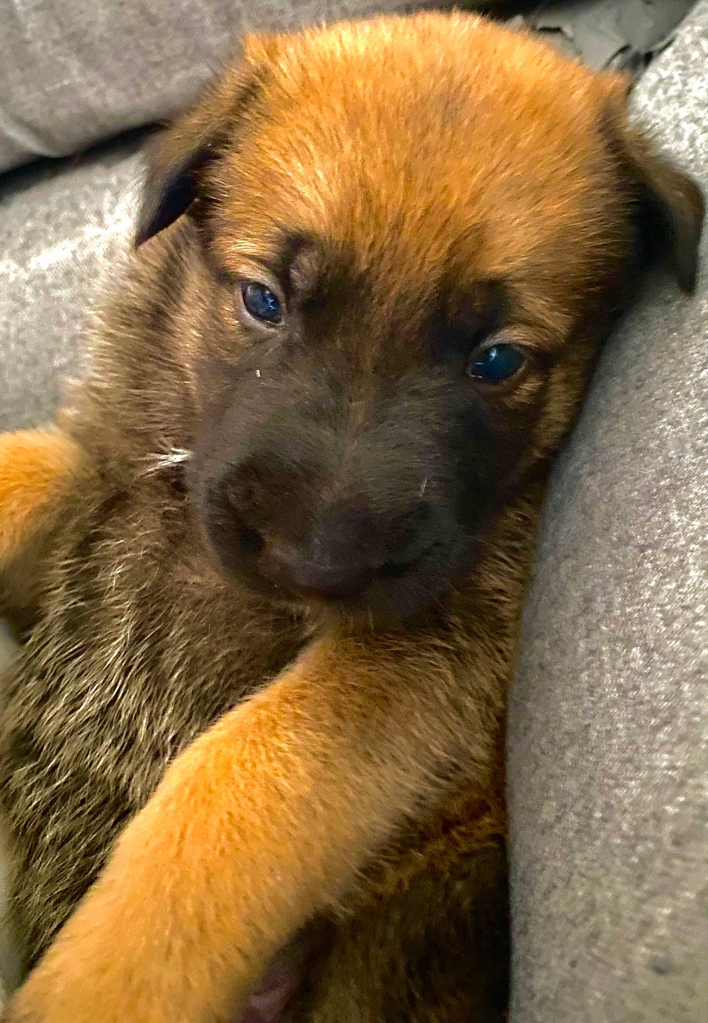 Bounty a rejoint le concours — aidez-le/la à gagner de superbes lots ! canidae, carnivore, companion_dog, dog, dog_breed, ear, fawn, fur, puppy, snout, sporting_group, terrestrial_animal, whiskers, working_animal, working_dog