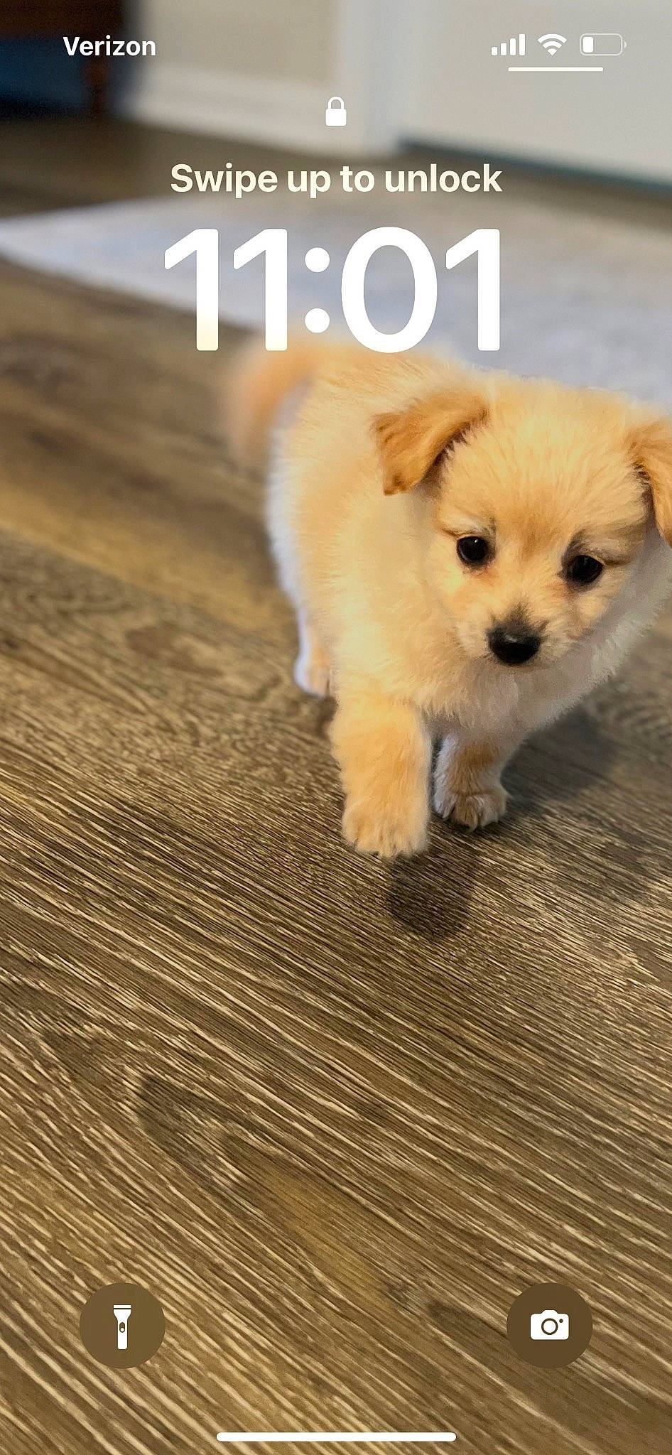 Piper joined the competition — help win amazing prizes! canidae, carnivore, companion_dog, dog, dog_breed, dog_supply, fawn, flooring, font, fur, hardwood, landscape, paw, photo_caption, snout, sporting_group, tail, toy_dog, whiskers, wood