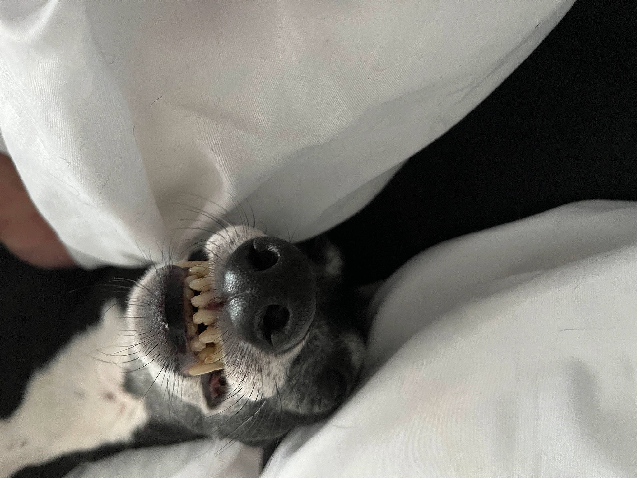 Django joined the competition — help win amazing prizes! arthropod, comfort, fashion_accessory, fly, fur, insect, jewellery, linens, macro_photography, monochrome, monochrome_photography, nail, paw, pest, petal, pollinator, terrestrial_animal, whiskers, wing, wrist