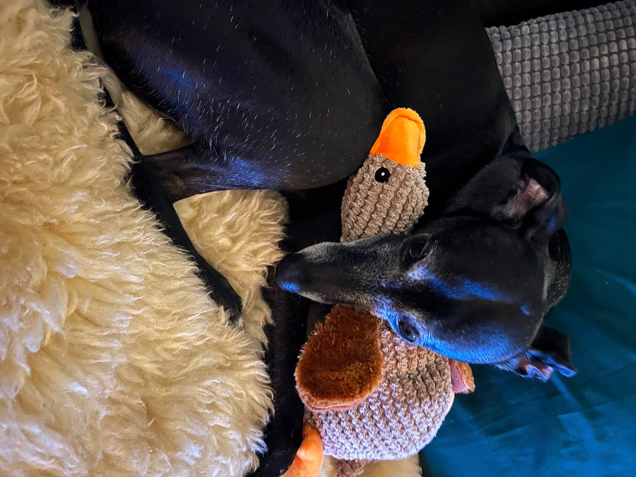 Django is registered to the contest to win money with this photo: _geese_and_swans, beak, bird, comfort, duck, ducks, feather, flightless_bird, fowl, fur, plush, seabird, stuffed_toy, teddy_bear, toy, water_bird, waterfowl, wing