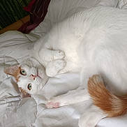 Muffin participe au concours pour gagner de l'argent avec cette photo : cat, white_cat, orange_patch, pet, animal, feline, cute, relaxed, lying_down, bed, blanket, indoor, whiskers, paws, tail, fur, looking, resting, cozy, domestic