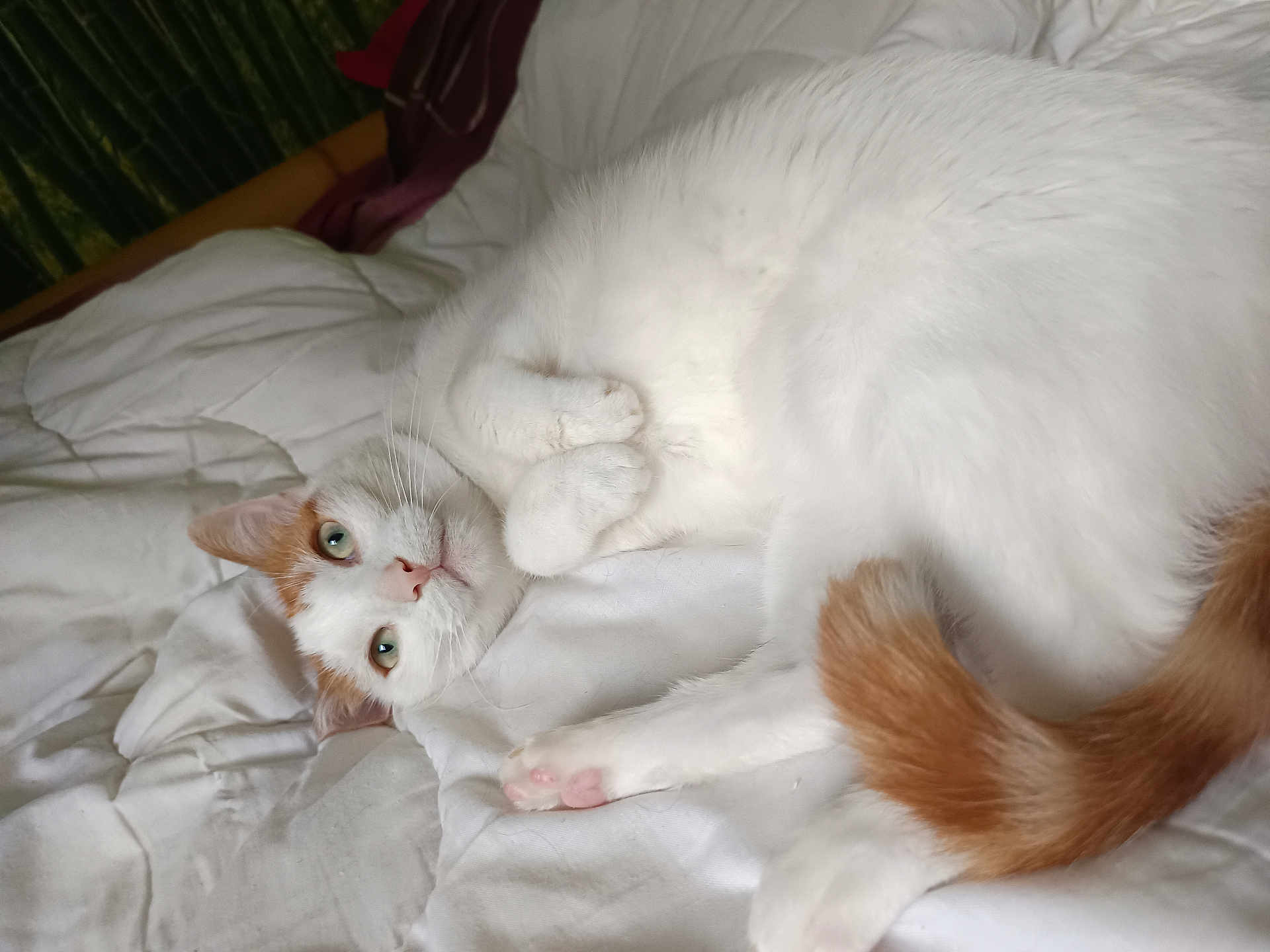 Muffin participe au concours pour gagner de l'argent avec cette photo : cat, white_cat, orange_patch, pet, animal, feline, cute, relaxed, lying_down, bed, blanket, indoor, whiskers, paws, tail, fur, looking, resting, cozy, domestic
