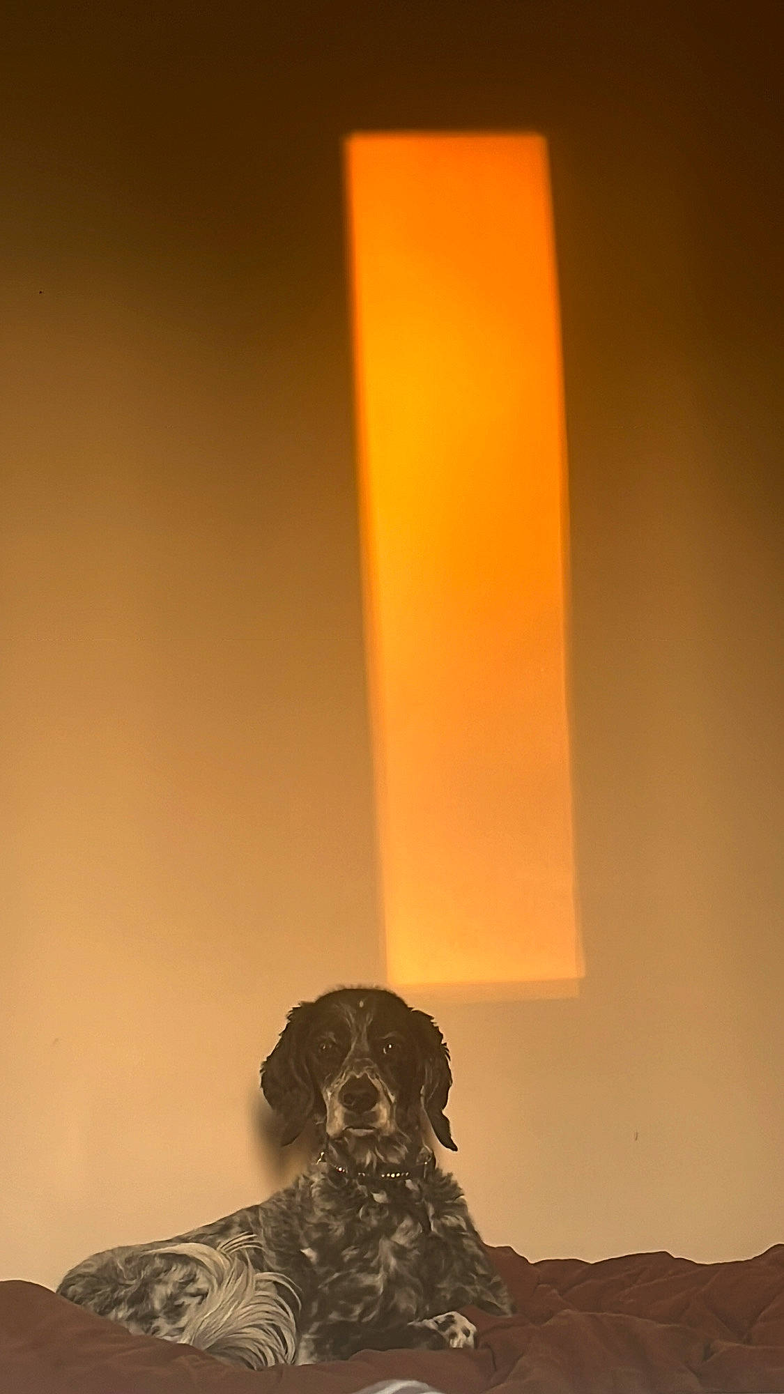 Fara a rejoint le concours — aidez-le/la à gagner de superbes lots ! art, backlighting, carnivore, darkness, dog, dog_breed, facial_hair, heat, human_leg, light_fixture, lighting_accessory, monument, room, sculpture, shadow, statue, still_life_photography, tints_and_shades, visual_arts, wood