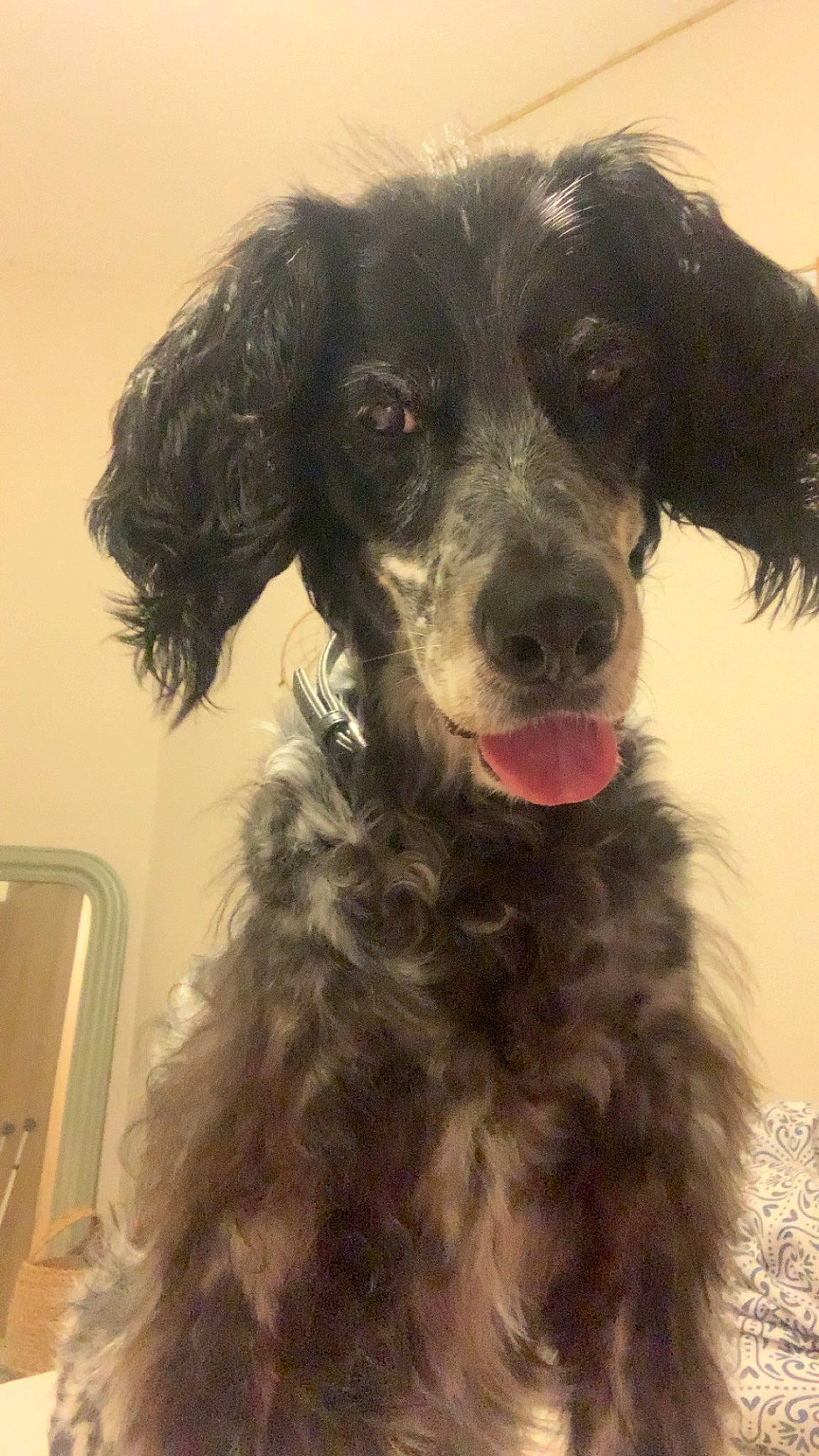 Fara a rejoint le concours — aidez-le/la à gagner de superbes lots ! borador, border_collie, canidae, carnivore, companion_dog, dog, dog_breed, fur, gun_dog, happy, hunting_dog, liver, pont_audemer_spaniel, snout, spaniel, sporting_group, whiskers, working_animal, working_dog