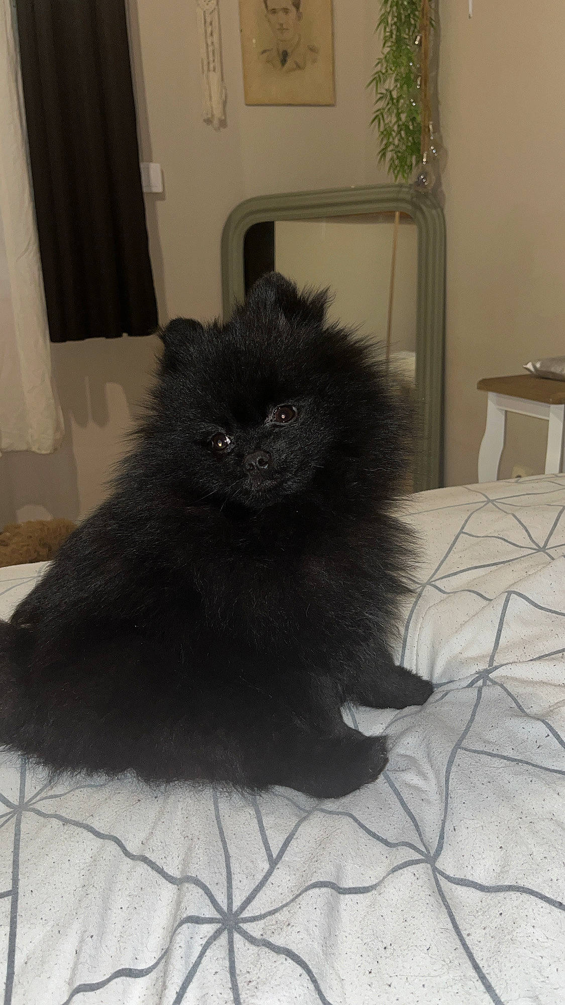 Sky participe au concours pour gagner de l'argent avec cette photo : black_cat, bombay, carnivore, cat, claw, curtain, dog_breed, domestic_short_haired_cat, fawn, felidae, flooring, fur, grey, picture_frame, plant, small_to_medium_sized_cats, snout, tail, terrestrial_animal, whiskers