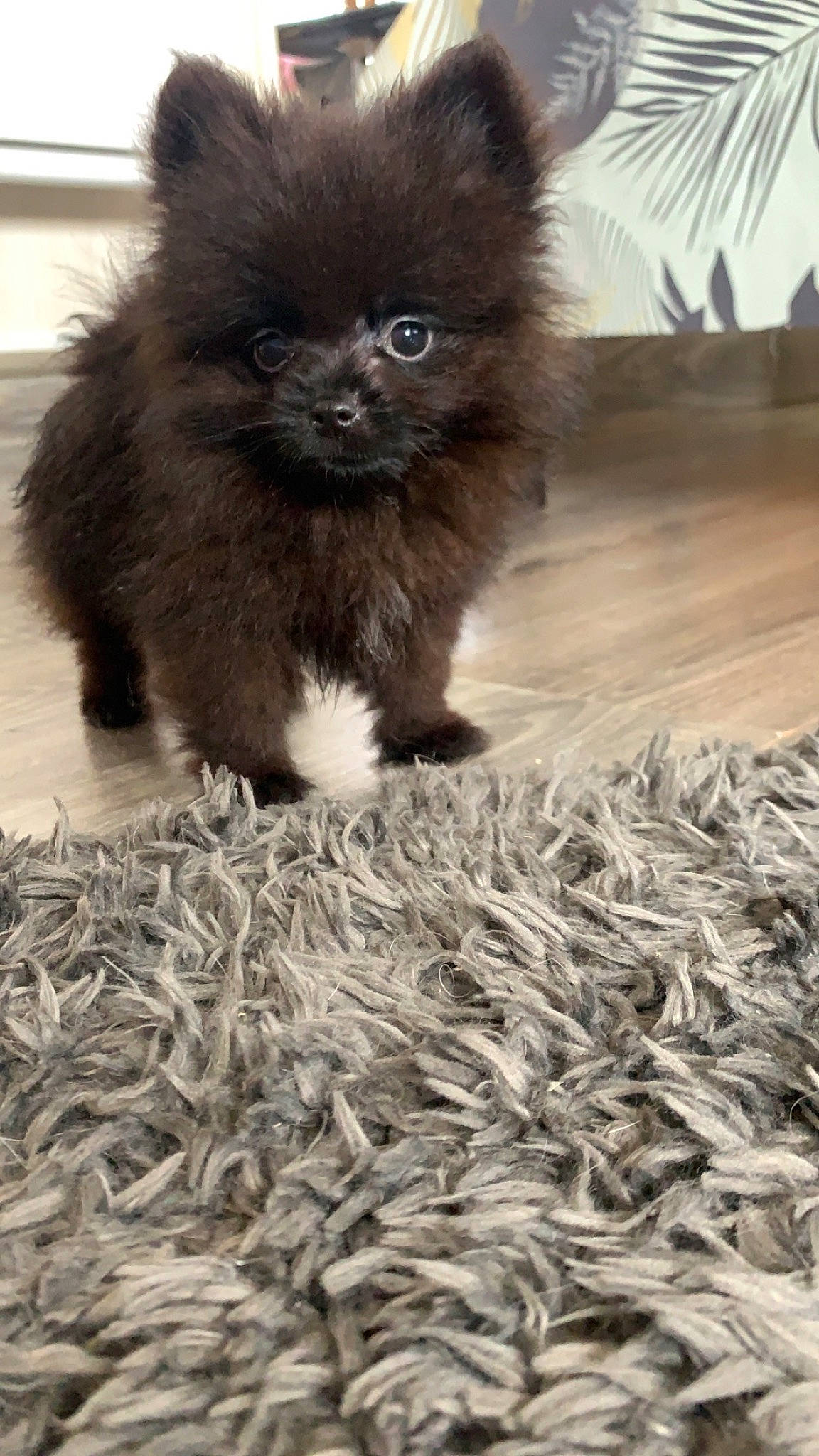 Sky participe au concours pour gagner de l'argent avec cette photo : canidae, carnivore, cat, companion_dog, dog_breed, fawn, felidae, fur, liver, non_sporting_group, paw, small_to_medium_sized_cats, snout, tail, terrestrial_animal, toy_dog, whiskers, wildlife, wood, working_animal