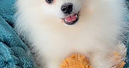 Anoki participe au concours pour gagner de l'argent avec cette photo : dog, puppy, pomeranian, white_fur, fluffy, toy, orange, blanket, teal, smiling, cute, pet, fur, animal, indoors, cozy, happy, small_dog, face, playful