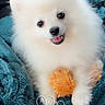 dog, puppy, pomeranian, white_fur, fluffy, toy, orange, blanket, teal, smiling, cute, pet, fur, animal, indoors, cozy, happy, small_dog, face, playful