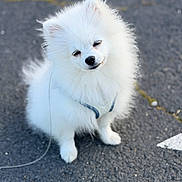 Anoki participe au concours pour gagner de l'argent avec cette photo : dog, puppy, pomeranian, fluffy, white, pet, animal, outdoor, sitting, leash, cute, small, fur, canine, companion, pavement, daylight, adorable, portrait, mammal