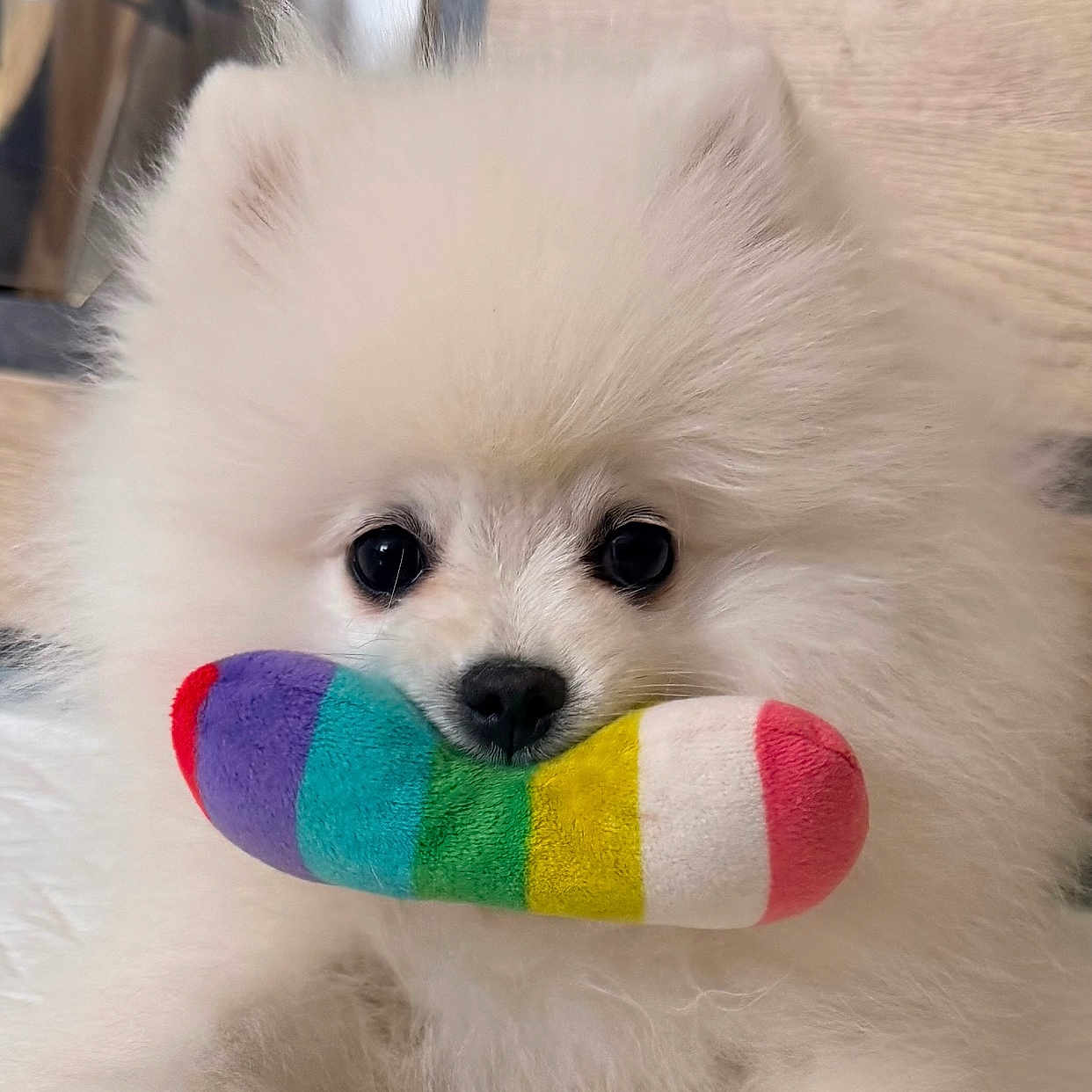 Anoki a rejoint le concours — aidez-le/la à gagner de superbes lots ! dog, puppy, pomeranian, fluffy, white, toy, plush_toy, rainbow, colorful, cute, pet, indoor, face, fur, animal, small_dog, closeup, lying_down, nose, black_eyes