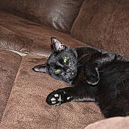 Salem is registered to the contest to win money with this photo: black_cat, cat, pet, animal, feline, indoor, couch, furniture, relaxing, paw, fur, green_eyes, resting, sleepy, cute, domestic_cat, close_up, lying_down, cozy, soft_texture