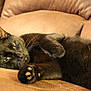 Salem joined the competition — help win amazing prizes! cat, black_cat, feline, pet, animal, indoor, couch, furniture, relaxing, laying_down, paw, whiskers, close_up, soft_texture, cozy, domestic, resting, fur, mammal, lazy