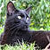 Salem