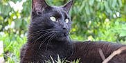 Salem joined the competition — help win amazing prizes! black_cat, cat, animal, outdoor, grass, greenery, nature, pet, feline, whiskers, ears, closeup, portrait, relaxed, quiet, daylight, eyes, fur, mammal, lying_down