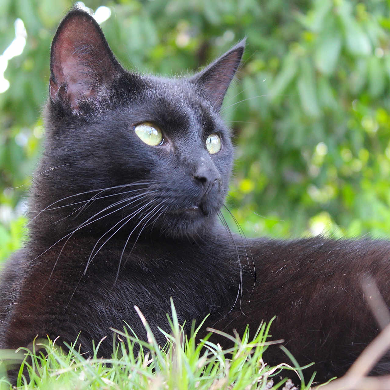 Salem joined the competition — help win amazing prizes! animal, black_cat, cat, closeup, daylight, ears, eyes, feline, fur, grass, greenery, lying_down, mammal, nature, outdoor, pet, portrait, quiet, relaxed, whiskers