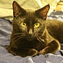 Salem is registered to the contest to win money with this photo: black_cat, cat, pet, animal, yellow_eyes, feline, fur, whiskers, bed, blanket, indoor, resting, cute, closeup, domestic_cat, mammal, portrait, laying_down, cozy, looking