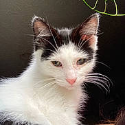 Camino is registered to the contest to win money with this photo: animal, black_and_white, cat, close_up, curious, cute, domestic, ears, feline, fluffy, fur, green_eyes, indoor, leaf, pet, plant, portrait, soft_light, whiskers, white_cat