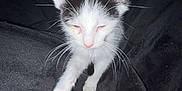 Camino is registered to the contest to win money with this photo: animal, black_and_white, blanket, cat, closeup, cute, domestic, ears, feline, fur, indoor, kitten, night, paw, pet, resting, sleepy, soft, whiskers, young
