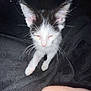 Camino is registered to the contest to win money with this photo: kitten, cat, black_and_white, whiskers, paw, ears, sleepy, pet, animal, feline, young, indoor, blanket, soft, closeup, cute, fur, domestic, night, resting