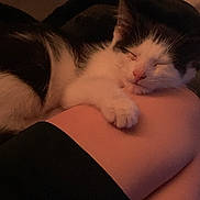 Camino joined the competition — help win amazing prizes! cat, sleeping, black_and_white, pet, cozy, indoor, resting, animal, feline, cute, leg, human_leg, warm_lighting, relaxation, nap, soft, fur, comfort, quiet, peaceful