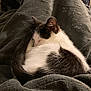 Camino joined the competition — help win amazing prizes! cat, black_and_white, sleeping, curled_up, tail, blanket, cozy, fur, pet, resting, indoor, close_up, cute, animal, feline, texture, soft, relaxing, domestic, warm