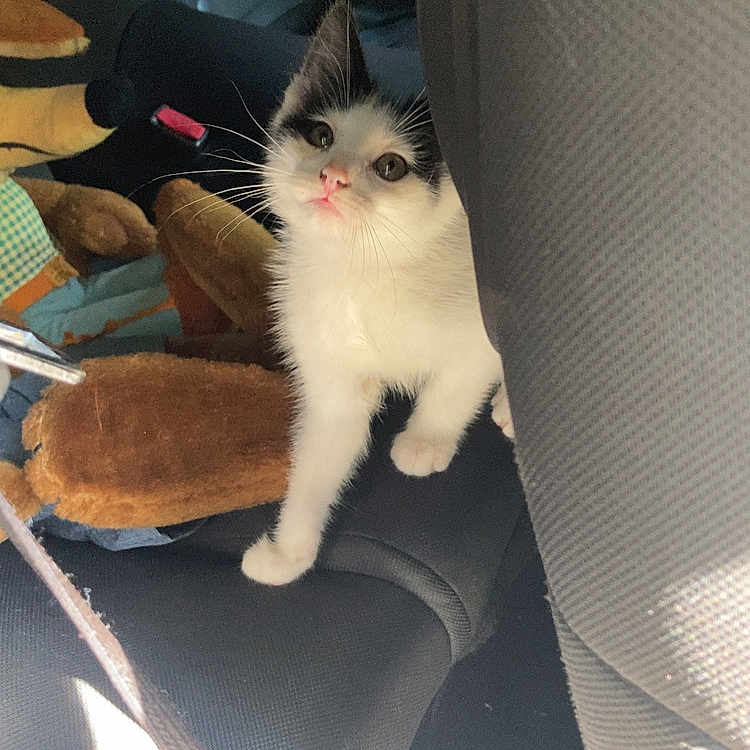 Camino is registered to the contest to win money with this photo: animal, backseat, black_and_white, car_seat, cat, curious, cute, domestic_cat, feline, fur, indoor, kitten, pet, playful, plush_toy, seatbelt, small, soft_light, whiskers, young