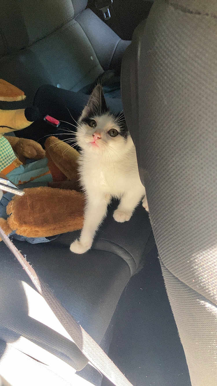 Camino is registered to the contest to win money with this photo: kitten, cat, car_seat, plush_toy, black_and_white, pet, animal, indoor, seatbelt, curious, small, cute, feline, soft_light, backseat, whiskers, fur, playful, young, domestic_cat