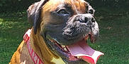 Raven joined the competition — help win amazing prizes! dog, boxer, brown_dog, collar, leash, tongue_out, grass, outdoor, sunlight, trees, pet, canine, happy, animal, nature, summer, muzzle, ears, sitting, daytime