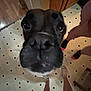 dog, black_dog, close_up, curious, snout, kitchen_floor, tile_floor, human_legs, socks, indoors, pet, animal, floor_pattern, wooden_cabinet, home, footwear, black_socks, white_socks, perspective, distorted