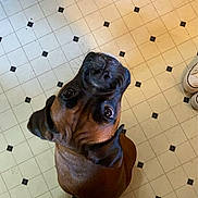 Raven is registered to the contest to win money with this photo: dog, brown_dog, looking_up, floor, tile_floor, black_tiles, white_tiles, indoors, curious, pet, canine, close_up, person, grey_sweatshirt, sneakers, footwear, kitchen, companion, cute, animal