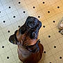 dog, brown_dog, looking_up, floor, tile_floor, black_tiles, white_tiles, indoors, curious, pet, canine, close_up, person, grey_sweatshirt, sneakers, footwear, kitchen, companion, cute, animal