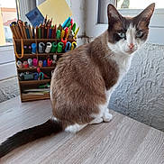 Théa a rejoint le concours — aidez-le/la à gagner de superbes lots ! cat, blue_eyes, sitting, wooden_table, window, pencils, markers, pen_holder, indoor, natural_light, curious, feline, brown_and_white, stationery, organizer, furniture, domestic_animal, pet, closeup, calm