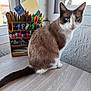 cat, blue_eyes, sitting, wooden_table, window, pencils, markers, pen_holder, indoor, natural_light, curious, feline, brown_and_white, stationery, organizer, furniture, domestic_animal, pet, closeup, calm