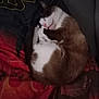 Théa a rejoint le concours — aidez-le/la à gagner de superbes lots ! cat, sleeping, curled_up, feline, pet, indoor, blanket, star_wars, fur, cozy, resting, cute, animal, domestic_animal, relaxation, soft, comfort, nap, whiskers, pink_nose